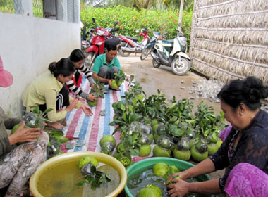 Thu hoạch bưởi, dưa hồ lô phục vụ Tết